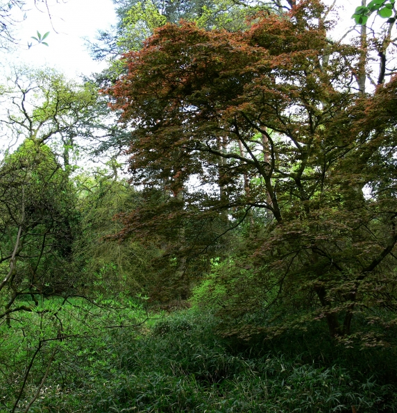 Bois des Moutiers (147) Mai 2012